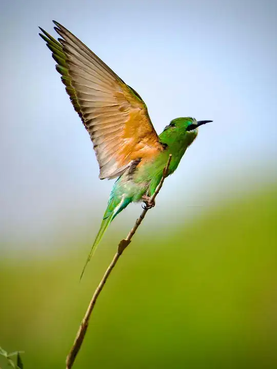 Göç Yolunda Antalya'nın Nadir Misafirleri 2